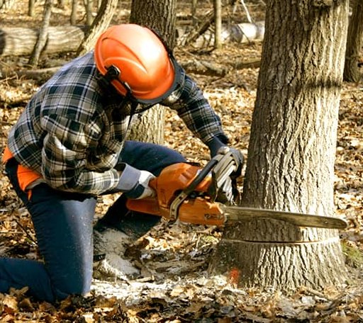 Tree Removal in Pacific Beach, WA